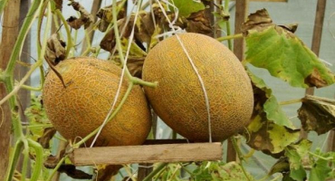 Jak správně vytvořit meloun na otevřeném poli a ve skleníku, musíte štípnout